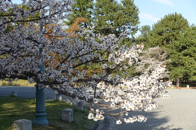 京都桜速報2019_38　No17