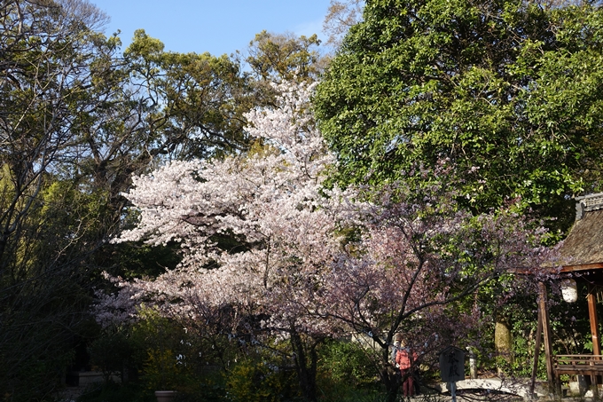 京都桜速報2019_38　No19