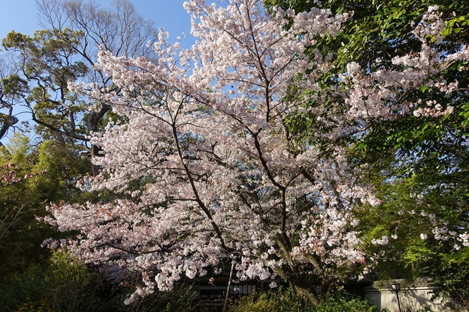 京都桜速報2019_38　No20