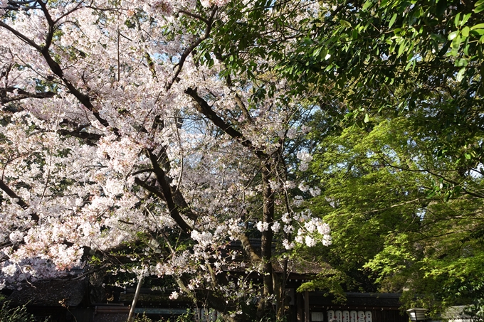 京都桜速報2019_38　No21