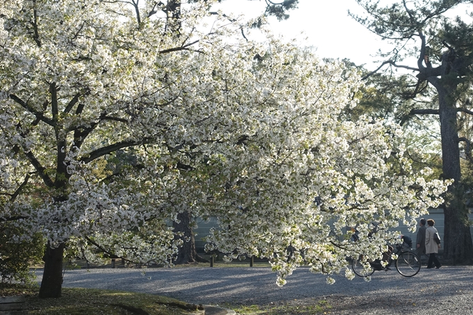 京都桜速報2019_38　No23