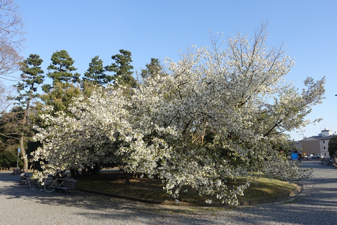 京都桜速報2019_38　No22