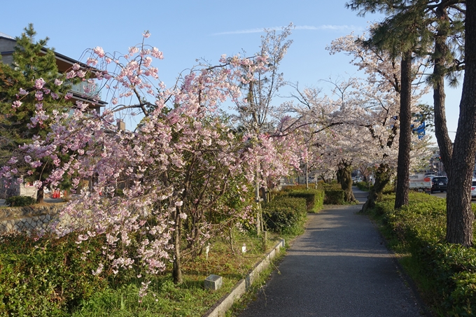 京都桜速報2019_36　No21