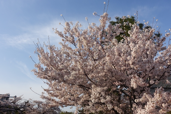 京都桜速報2019_36　No22