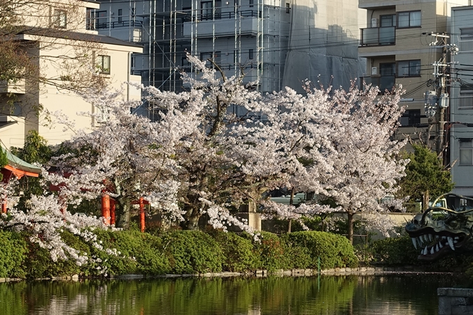 京都桜速報2019_39　No5