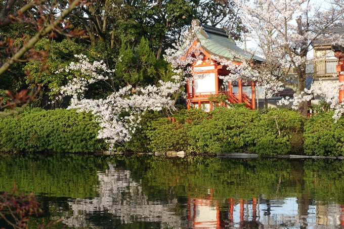 京都桜速報2019_39　No7