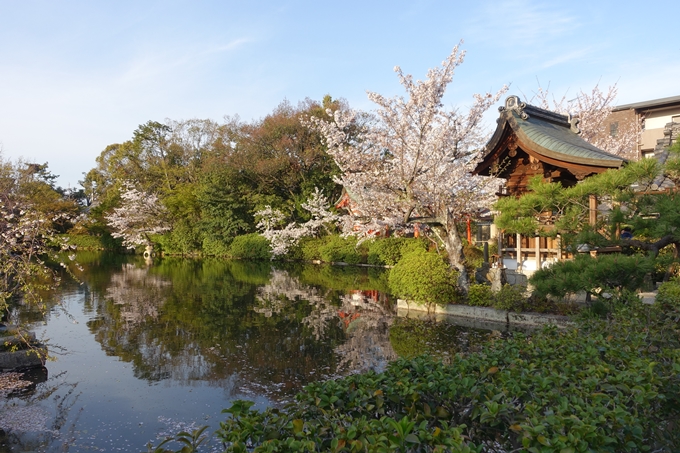 京都桜速報2019_39　No9