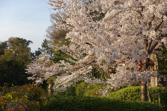 京都桜速報2019_39　No10