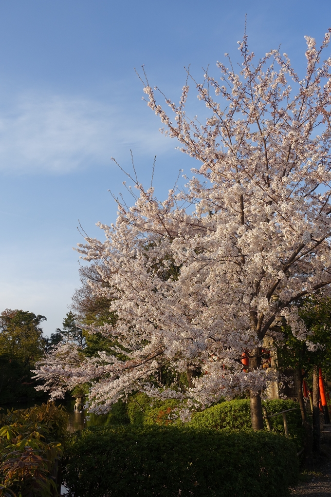 京都桜速報2019_39　No11