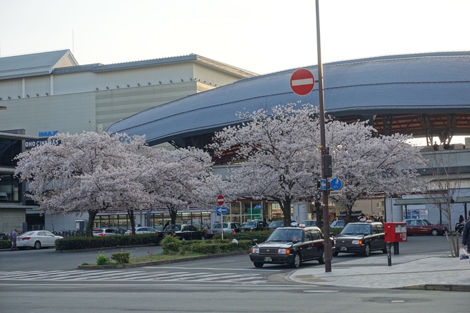 京都桜速報2019_40　No2