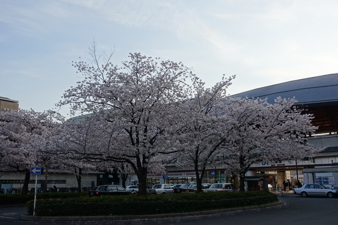 京都桜速報2019_40　No3