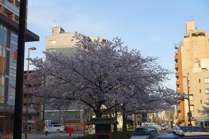 京都桜速報2019_40　No4