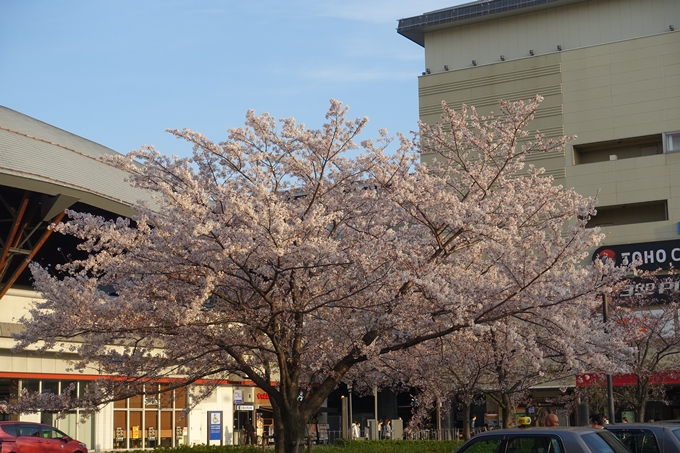 京都桜速報2019_40　No7