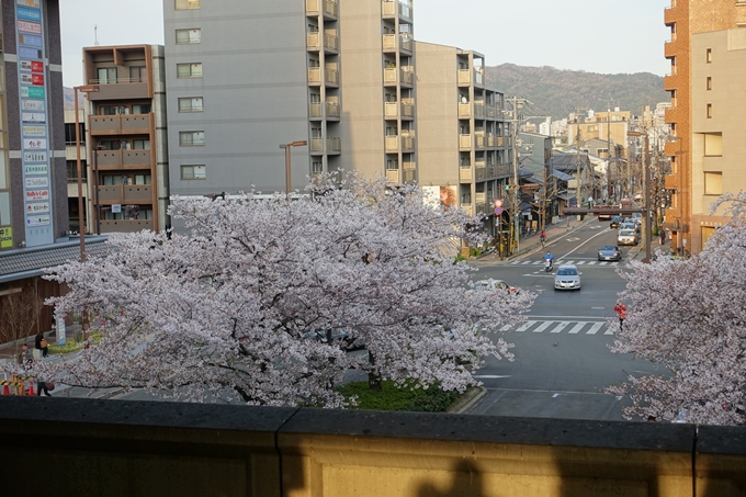 京都桜速報2019_40　No10