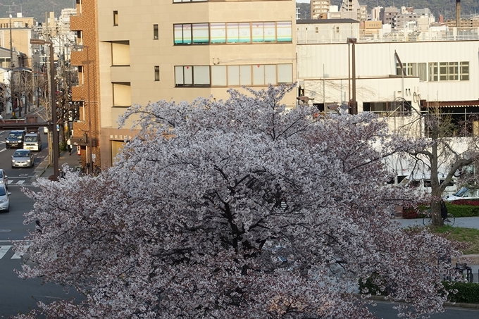 京都桜速報2019_40　No11