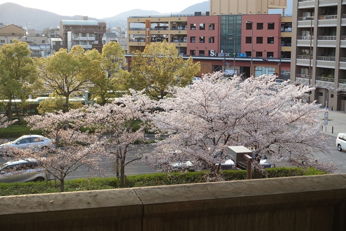 京都桜速報2019_40　No12