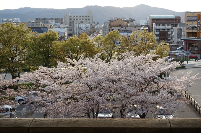 京都桜速報2019_40　No13