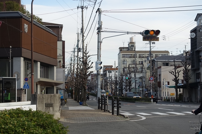 京都_街路樹_イチョウ　No2