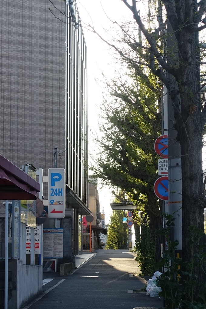 京都_街路樹_イチョウ　No6