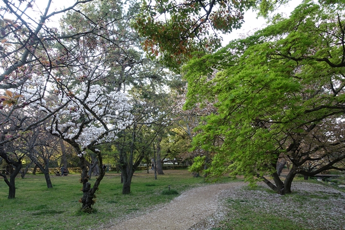 京都桜速報2019_43　No3