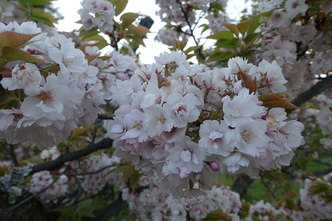 京都桜速報2019_43　No7