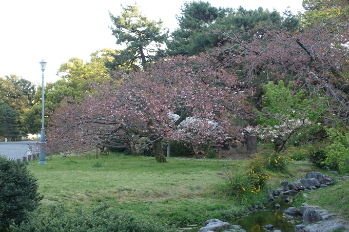 京都桜速報2019_43　No2