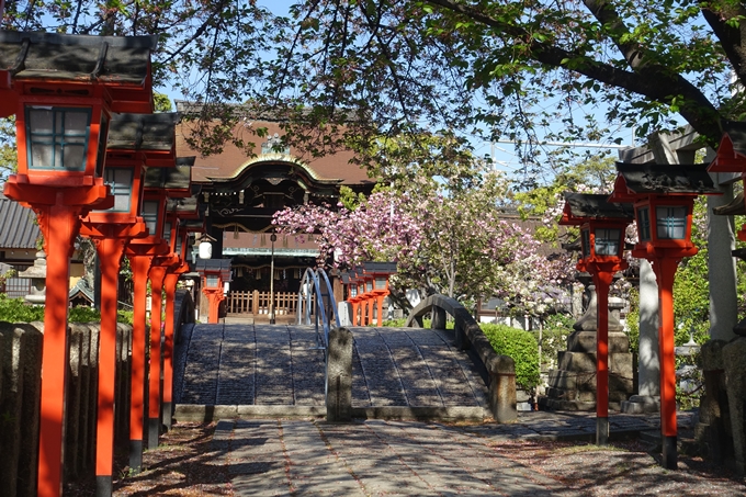 六孫王神社_桜_2019　No3