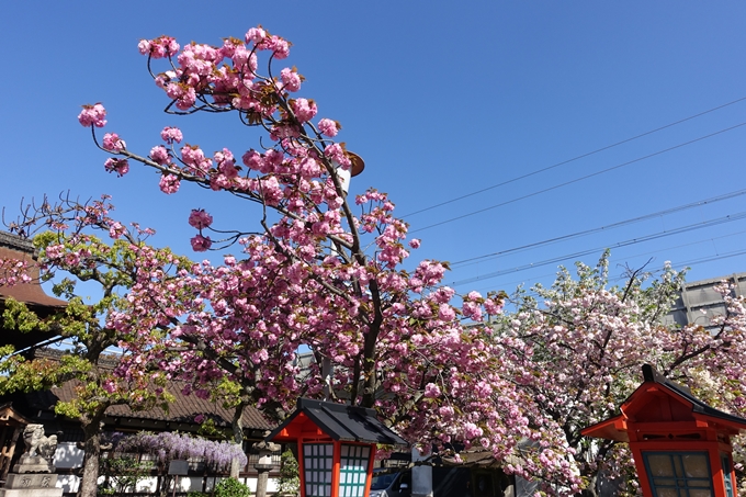 六孫王神社_桜_2019　No4