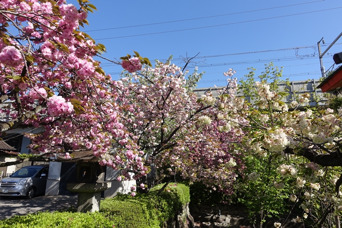 六孫王神社_桜_2019　No5