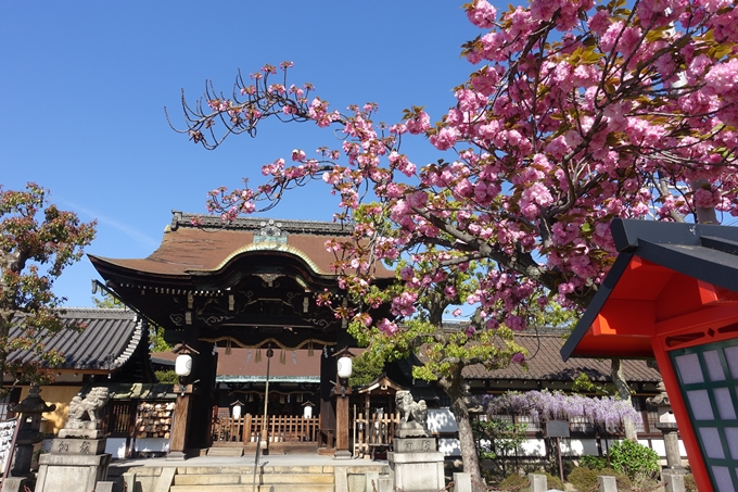 六孫王神社_桜_2019　No6