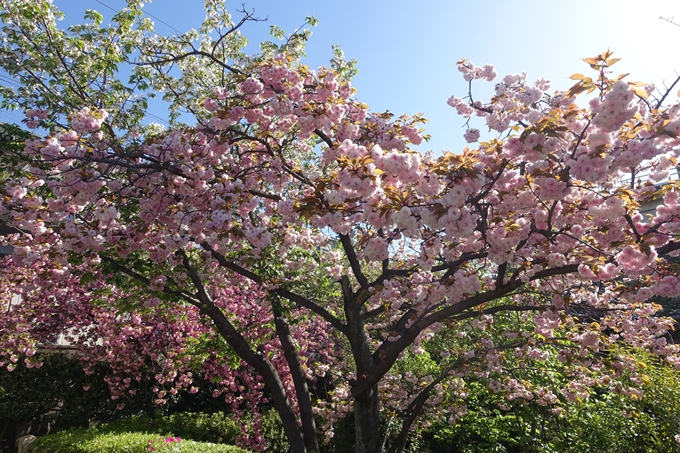 六孫王神社_桜_2019　No7