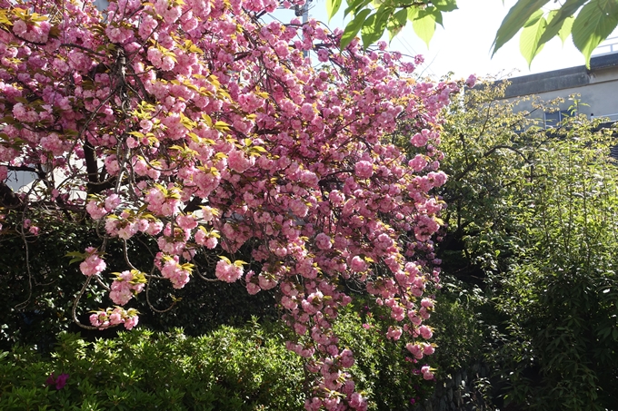 六孫王神社_桜_2019　No8