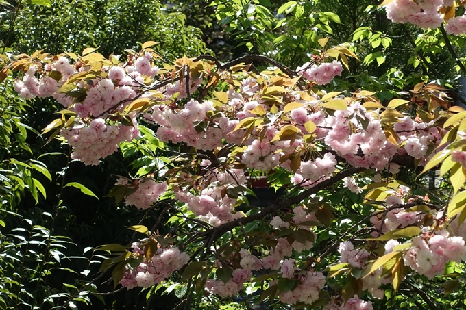 六孫王神社_桜_2019　No9