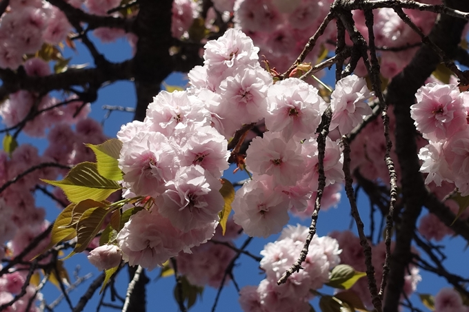 六孫王神社_桜_2019　No10