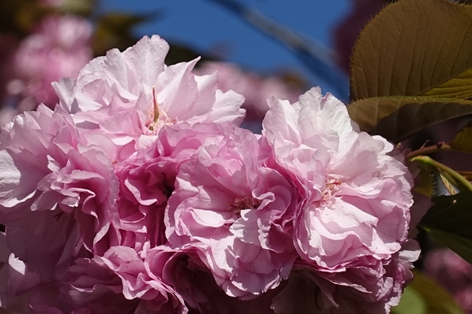 六孫王神社_桜_2019　No11