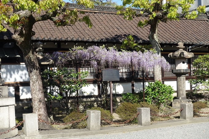 六孫王神社_桜_2019　No13