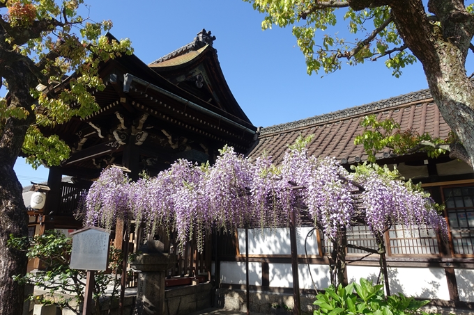 六孫王神社_桜_2019　No14