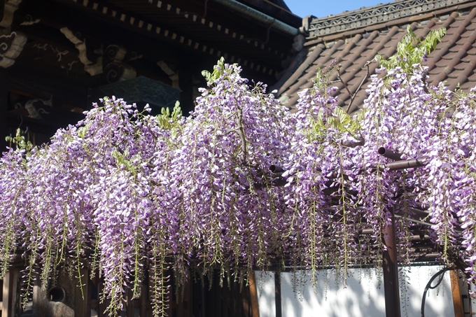 六孫王神社_桜_2019　No15