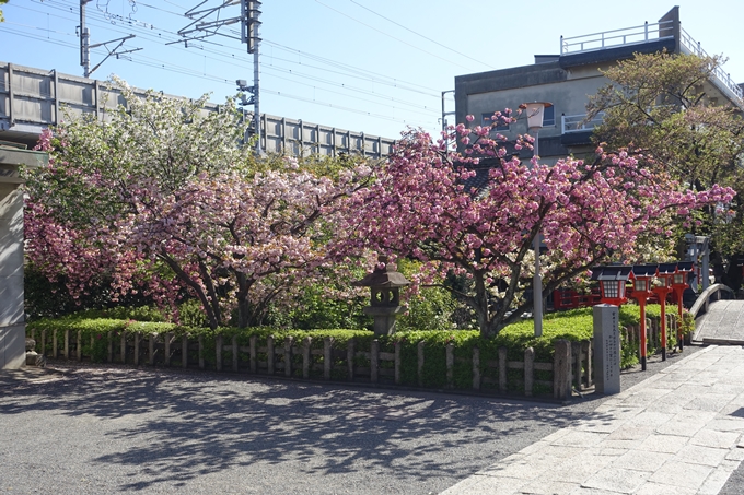 六孫王神社_桜_2019　No12