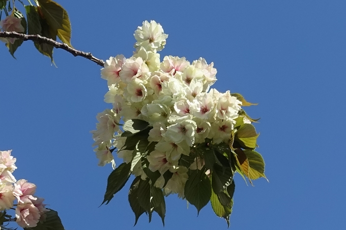 六孫王神社_桜_2019　No19