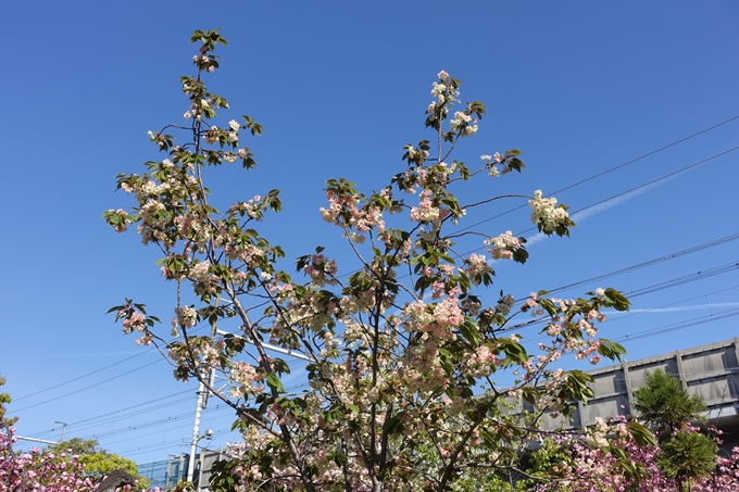 六孫王神社_桜_2019　No20