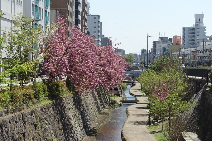 京都桜速報2019_45　No2