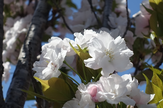 京都桜速報2019_45　No6