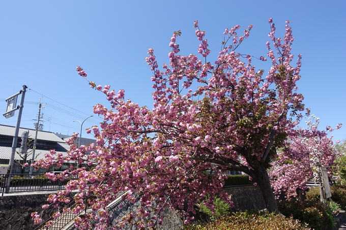 京都桜速報2019_45　No7