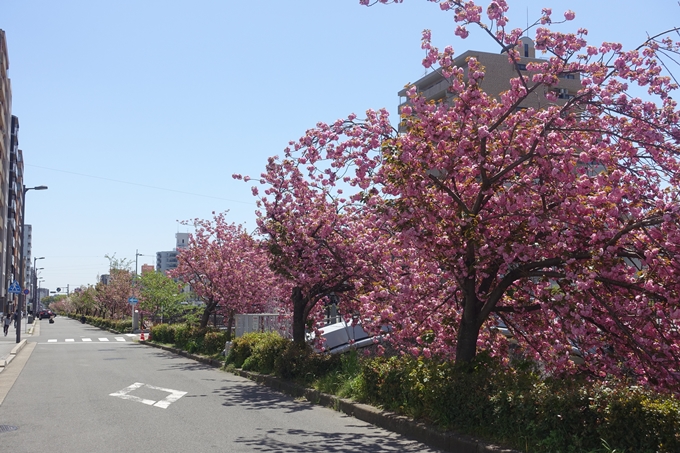 京都桜速報2019_45　No8