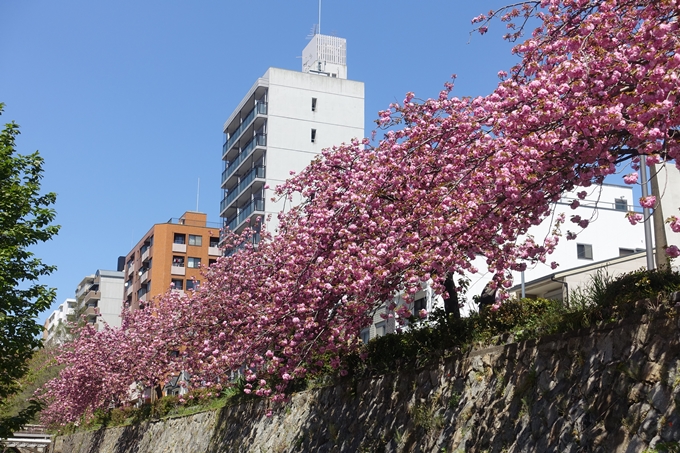 京都桜速報2019_45　No10