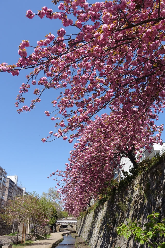 京都桜速報2019_45　No11