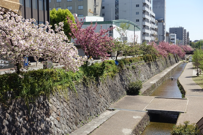 京都桜速報2019_45　No14