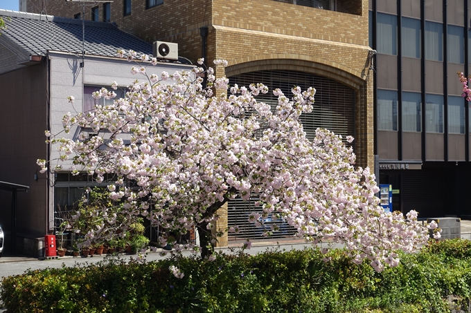 京都桜速報2019_45　No15