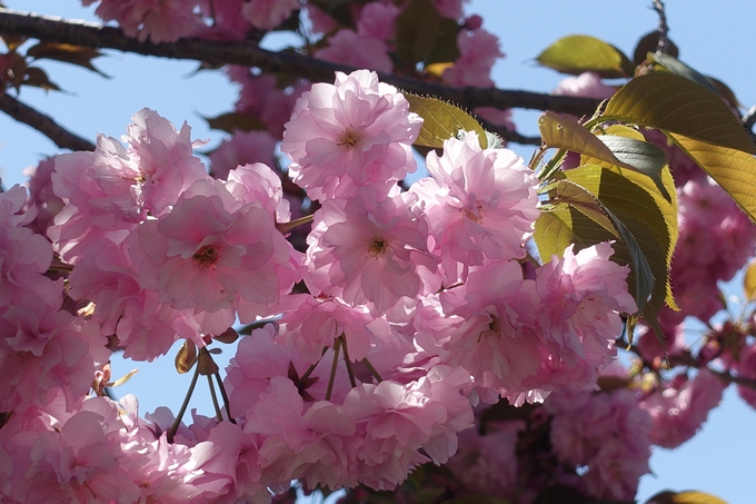 京都桜速報2019_45　No17